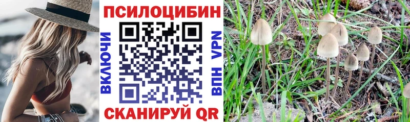 Галлюциногенные грибы Psilocybine cubensis  Уссурийск 